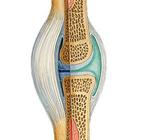 De Mechanismus vun der Handlung vum Icexin Gel